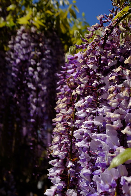 purple wisteria
