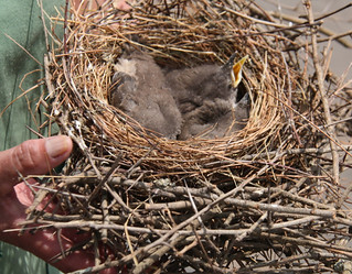 Birds in a nest