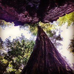Giant redwoods