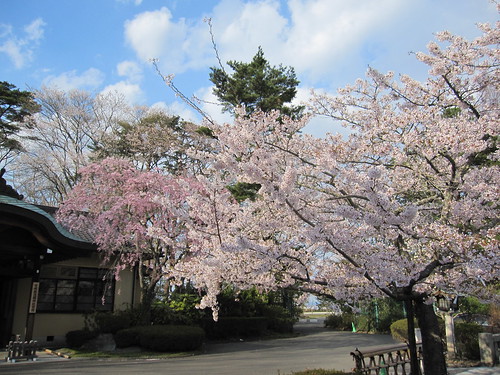 宮城県護国神社の桜・・・2013.4.22 by Poran111