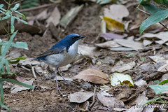 藍歌鴝 Siberian Blue Robin