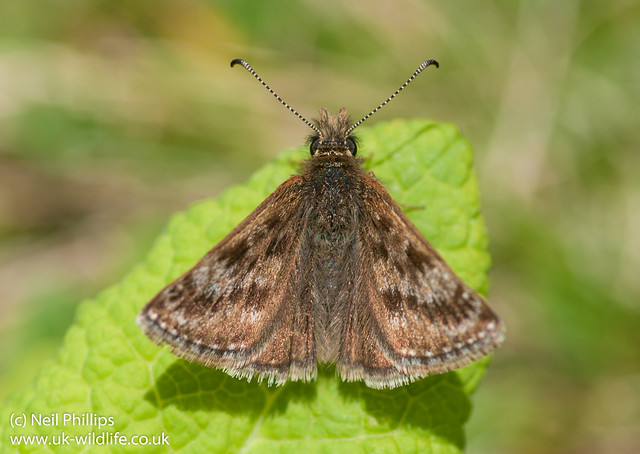 Dingy Skipper Erynnis tages-6