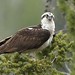 Osprey overlooking on Madison River