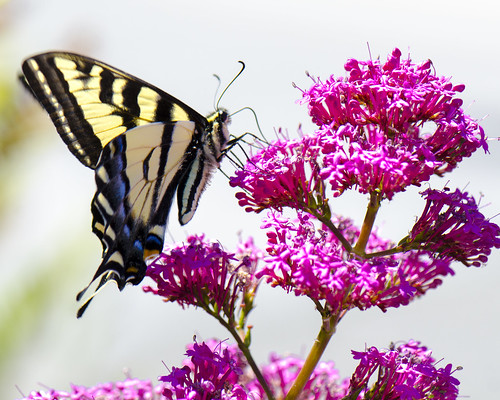 A Western Tiger Swallowtail in our garden this afternoon.