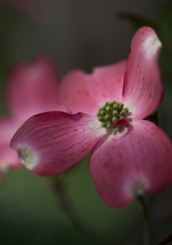 Flowering Dogwood EXPLORED by conniee4 aka Connie Etter