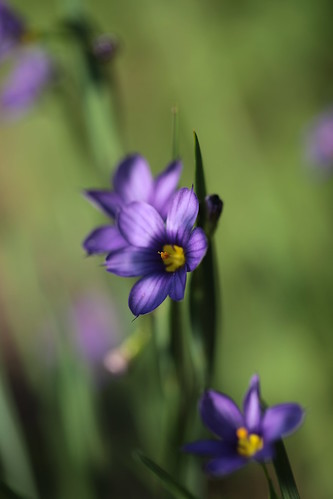 Purple Grass~ by conniee4 aka Connie Etter