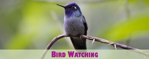 Costa Rica Bird Watching near Jaco Beach