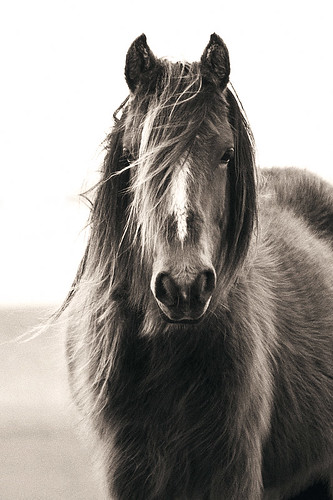 Moorland Pony