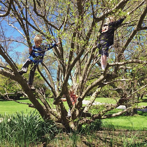 "Recess"...all three climbing the tree