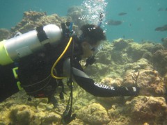 2011年扦插的軸孔珊瑚分支，海管處提供。