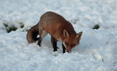 FOX (VULPES VULPES) SNOW.  BRITISH WILDLIFE CENTRE.