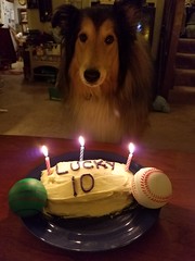 Lucky's 10th Birthday 9-12-16