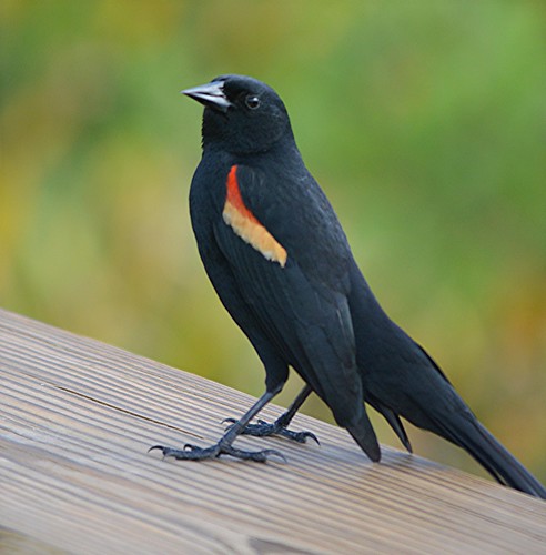 Florida's elegant Red Winged Blackbird by jungle mama