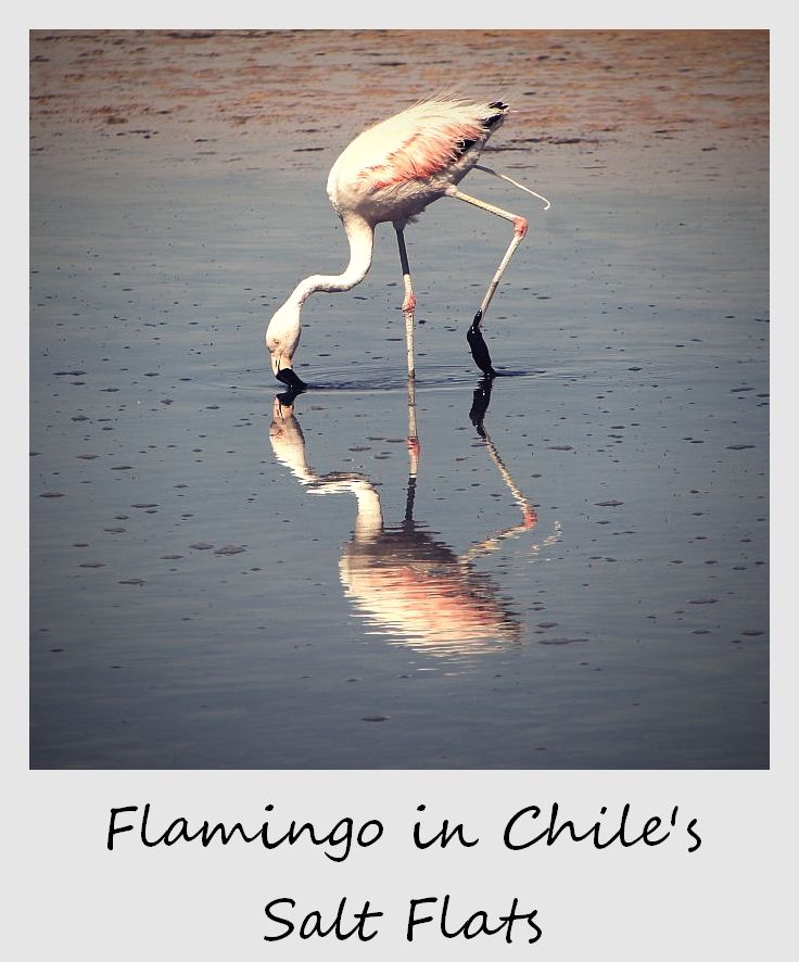 polaroid of the week chile atacama desert salt flats flamingo