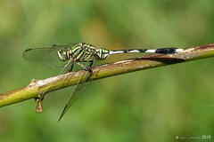 Dragonflies and damselflies of India (Western Ghats) 2015
