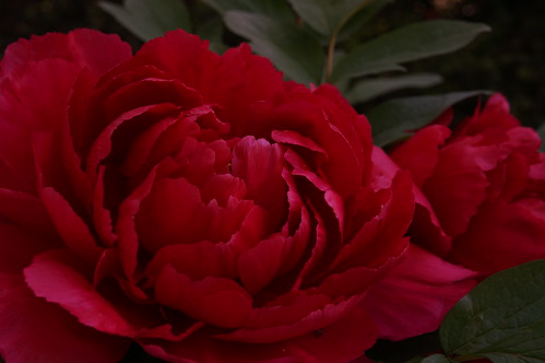 red peony flower