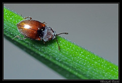 Coleoptera/Cryptophagidae