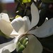 In the neighborhood…Magnolia grandiflora - 14
