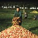 Ramassage des pommes en Normandie, en 1947