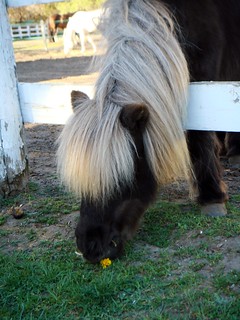 Pony at Sunnybrook Park