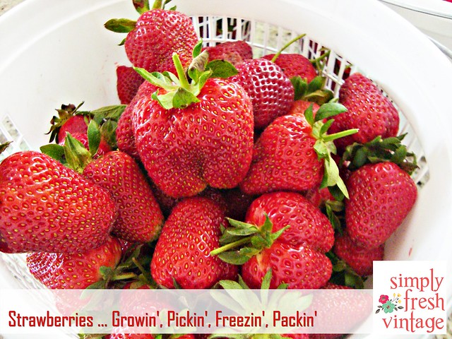 Strawberries ... Growin', Pickin', Freezin', Packin'