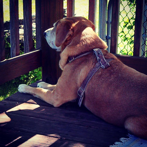 My little Watcher #houndmix #rescue #dogstagram #adoptdontshop #love #deck #spring #birdwatching