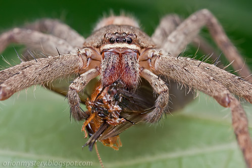 IMG_7273 copy huntsman spider with winged termite prey