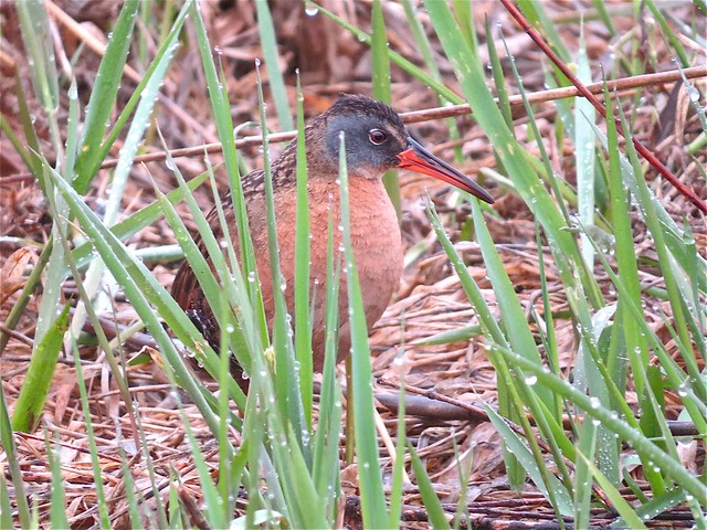 Virginia Rail at Evergreen Lake in McLean County, IL 11