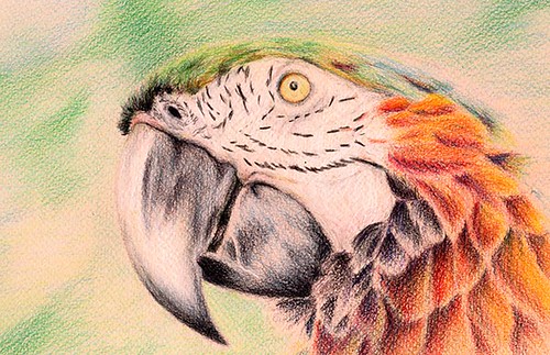 finushed parrot