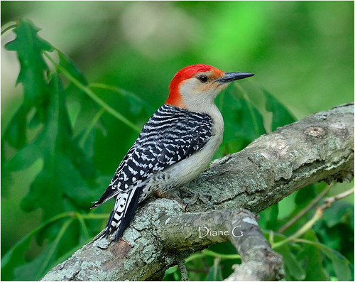 Red-bellied Woodpecker   18