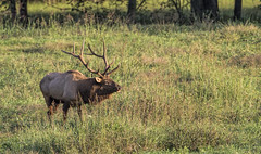 October 9th - Boxley Valley Elk