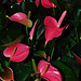 Vibrant Flamingo Lilies - Anthurium