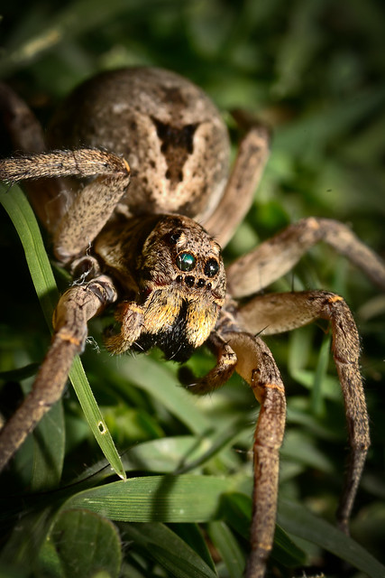 7 legged pregnant Wolf Spider | Flickr - Photo Sharing!