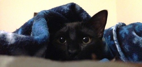 Martha Kitten peeking out from under the sheets.