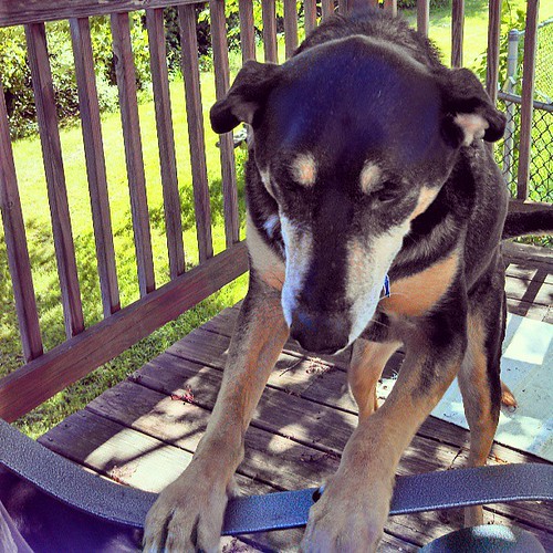 First deck day and Tut is trying to climb in the chair with me.... #dogstagram #coonhoundmix #rescue #adoptdontshop #helovesmommy #deck