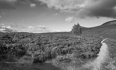 Cairngorms in black and white