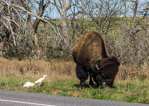 American Bison and Cattle Egret