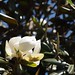 In the neighborhood…Magnolia grandiflora - 05