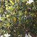 In the neighborhood…Magnolia grandiflora - 13
