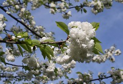 Prunus -  Steinobstgewächse -