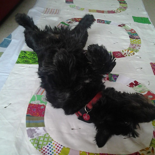 My Assistant enjoying the Single Girl quilt.