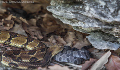 Timber Rattlesnake Birthing 