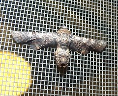Noctuid moth (Anuga sp.) (x4)