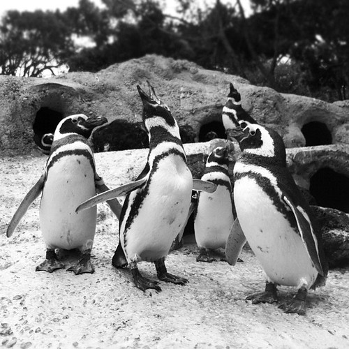 The #penguins have so much to say! by anthonybrown