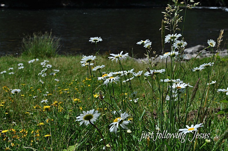 daisies by the river 2.jpg