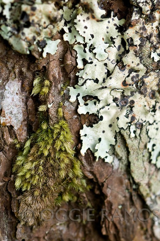 Imugan Salacsac Forest Moss and Lichen Patterns