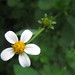 Flower close-ups, Rwenzori Mountains - IMG_0158