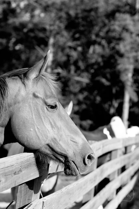 Horses_May192012_0005BW