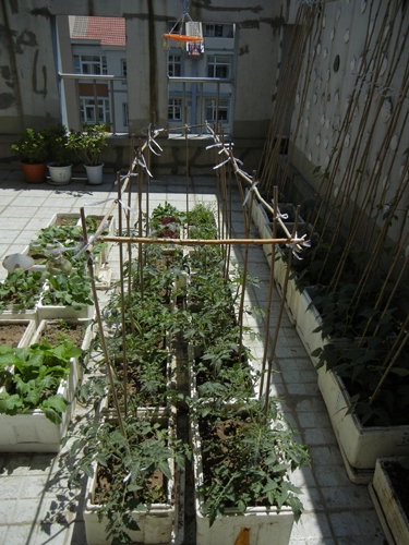 Rooftop Vegetable Garden _ 0432