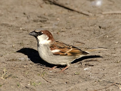 Sparrow - 06